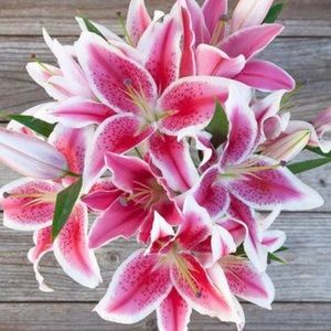 Meet your Posher, Caroline